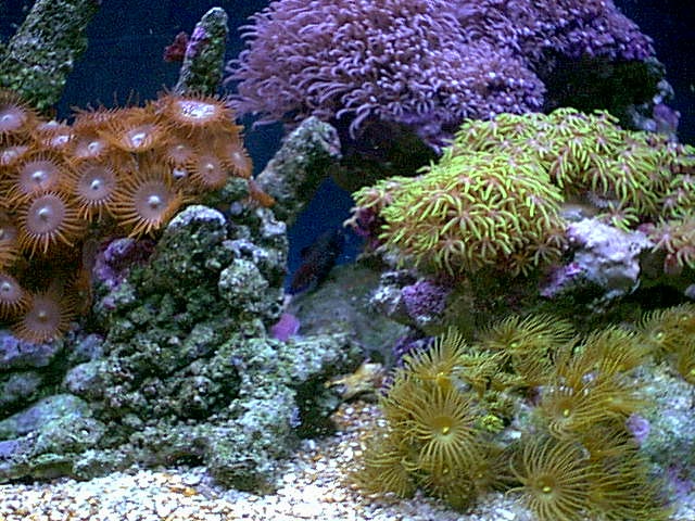 Cluster of Corals - Soft Corals - Nano-Reef Community