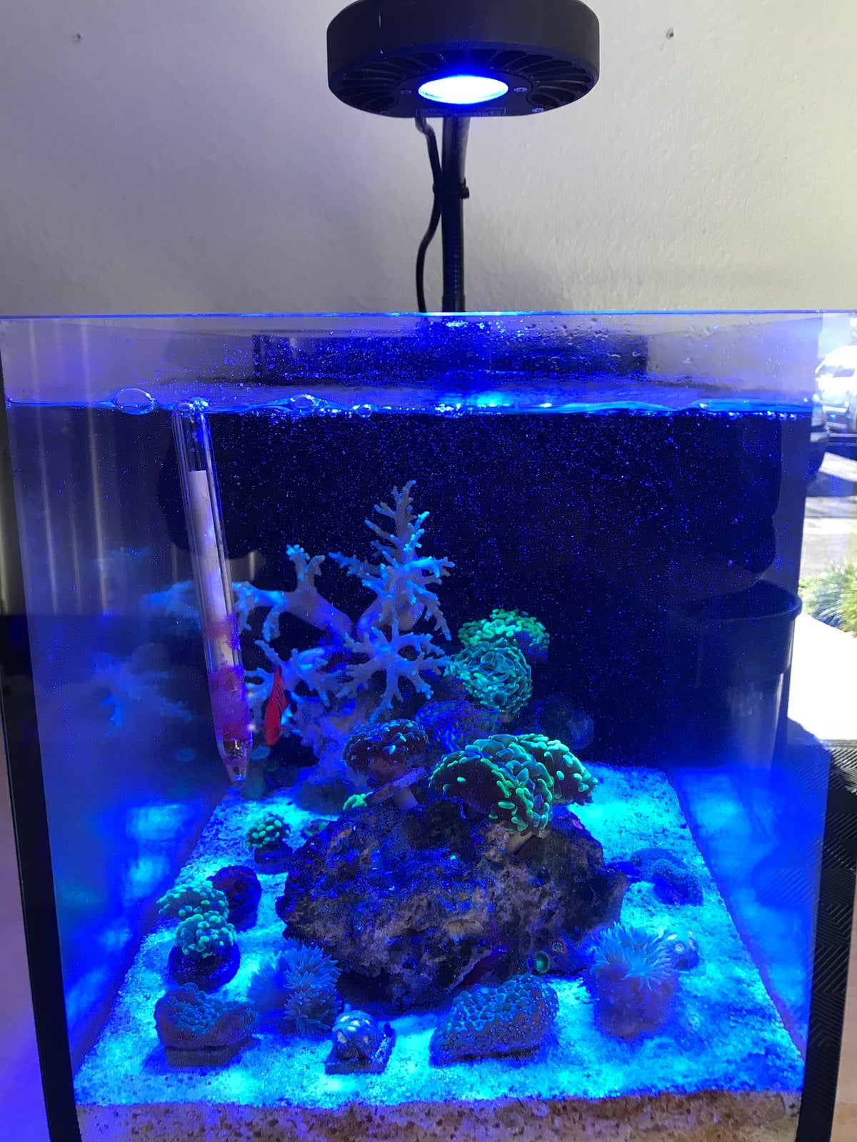 Kessil A80 - Lighting Forum - Nano-Reef Community Kessil A80 - Lighting Forum - Nano-Reef Community