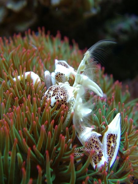 kun anemoneがま口 anemone crab in majano anemone colony - Anemones - Nano-Reef Community
