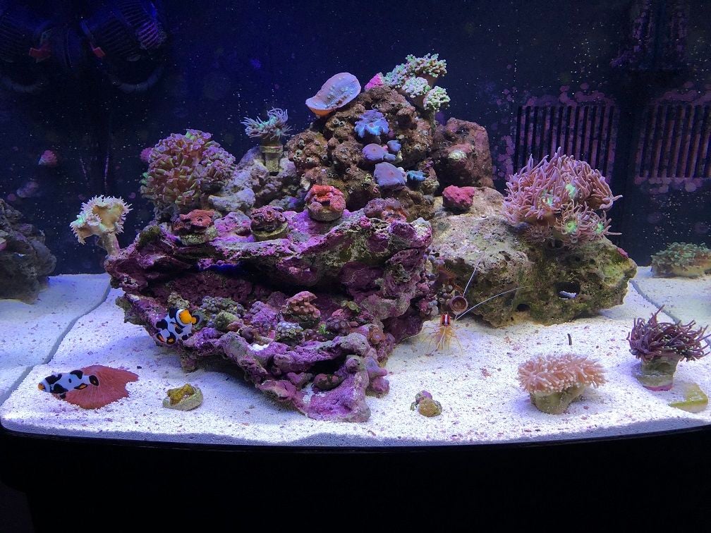Torch and Duncan's Closed Up - Coral Forum - Nano-Reef Community