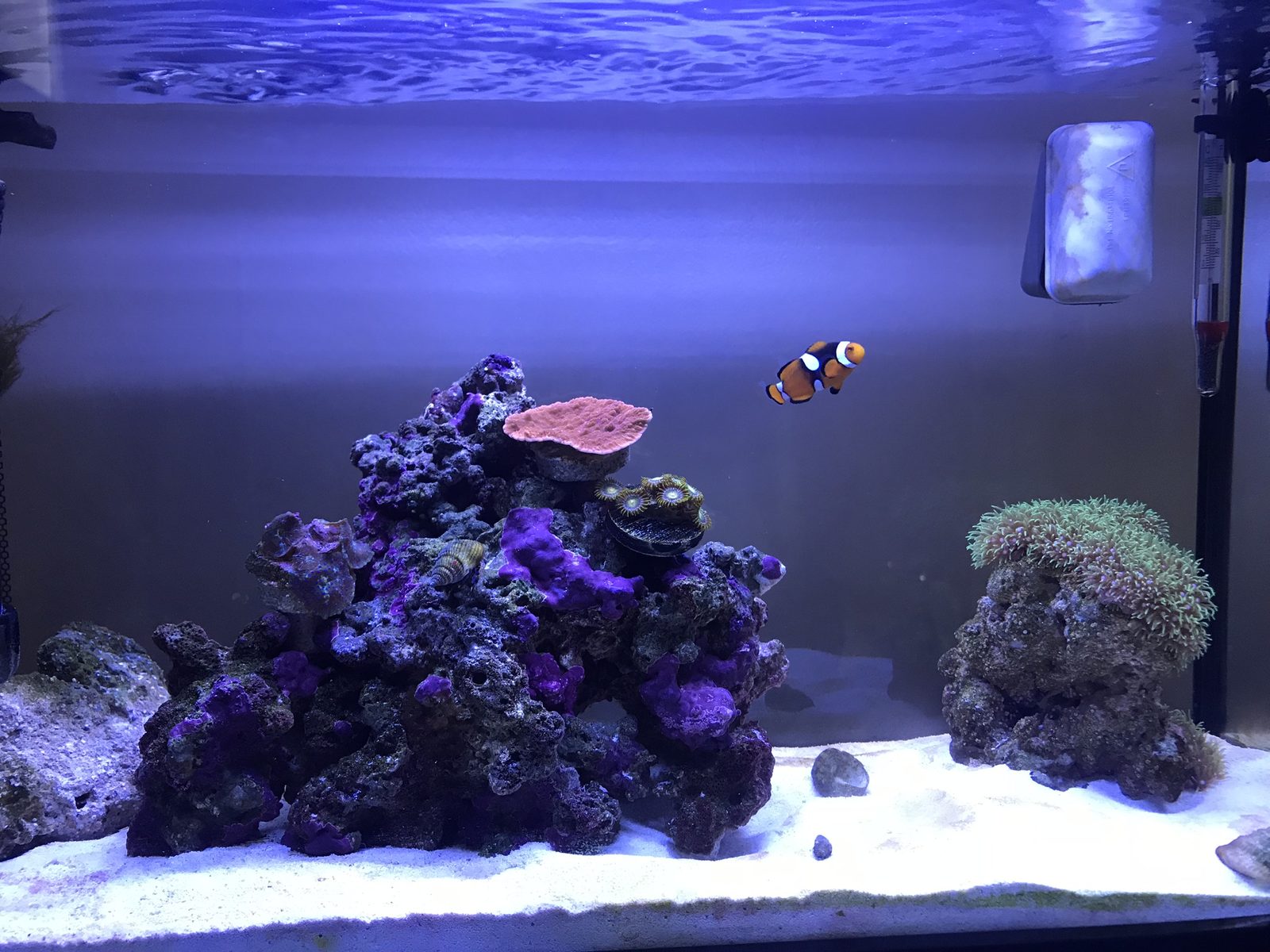 Clownfish in 5 gallon - Fish Forum - Nano-Reef Community