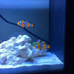 Clownfish in 5 gallon - Fish Forum - Nano-Reef Community