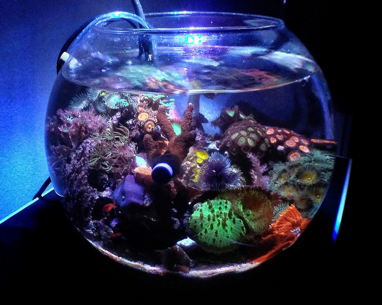 3 gallon fish bowl best sale