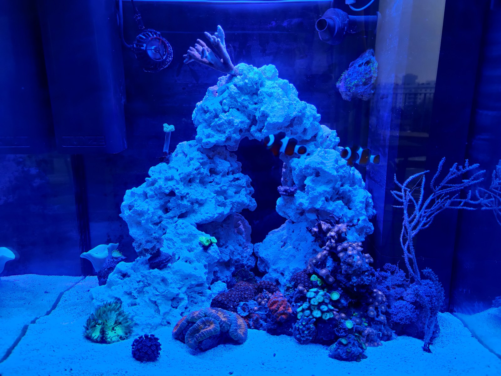 MrGlass s 30 Gallon Tall Nano Nano Reef Journals Nano Reef Community