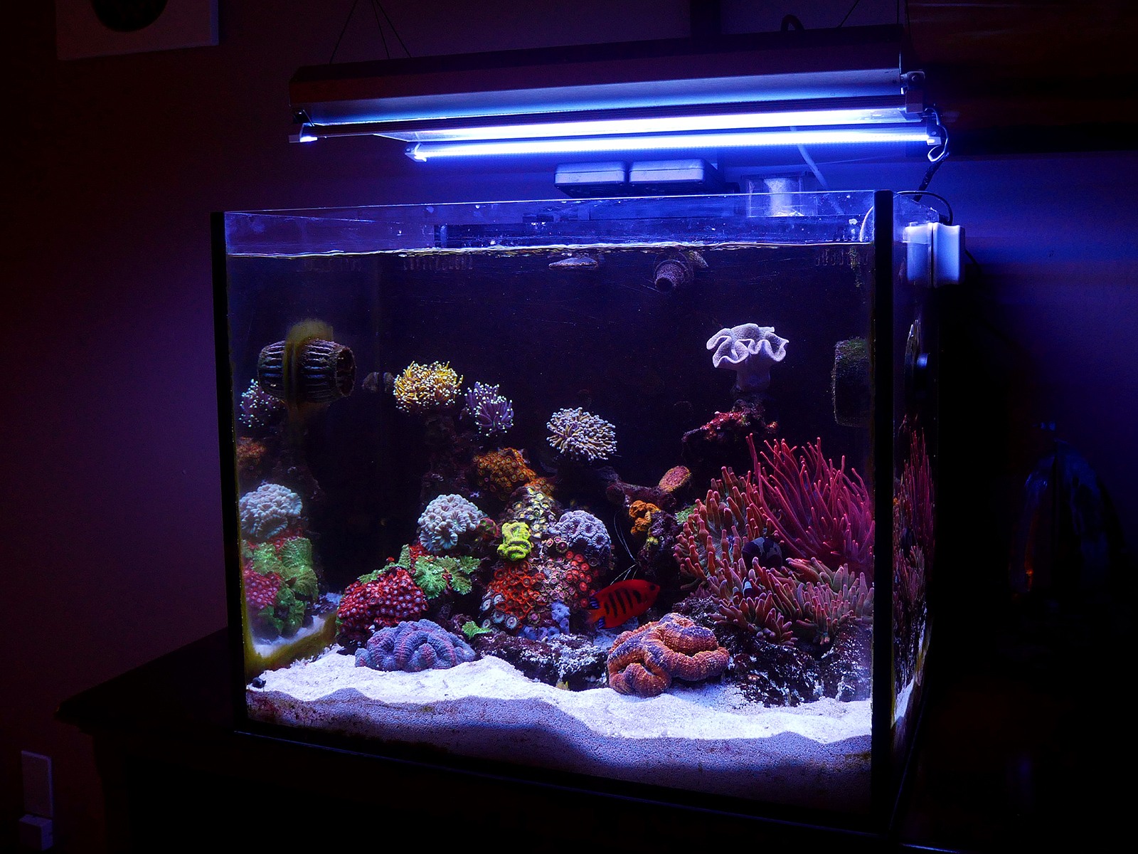 Matteo s 40 Gallon LPS BTA Reef November 2020 Featured Reef Aquarium