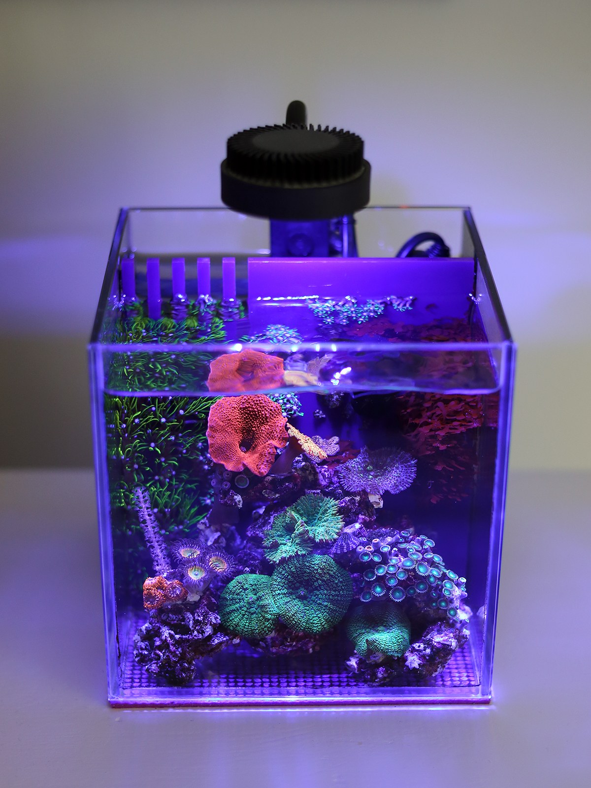 1 gallon aquarium best sale