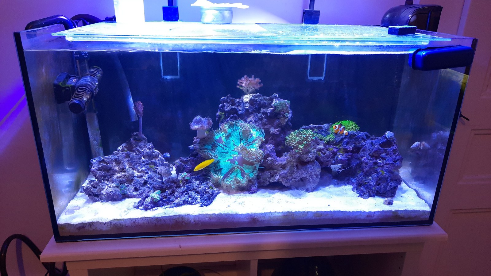 My first saltwater Tank and first problem (problem solved) - Beginners ... - Saltwater Tank Stability Issues