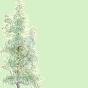 thuja