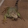 davetheiguana