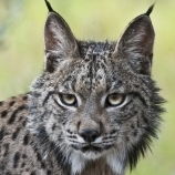 Lince