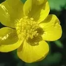 Buttercup