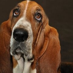 bassett one