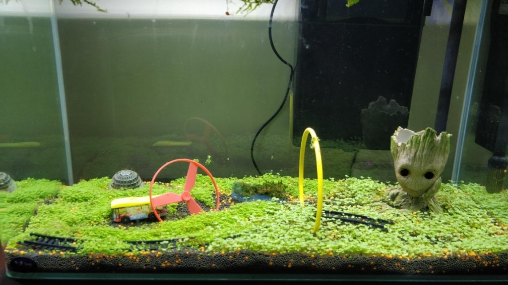Seed planting - Plants, Algae, and Fertilizers - Aquarium Co-Op Forum