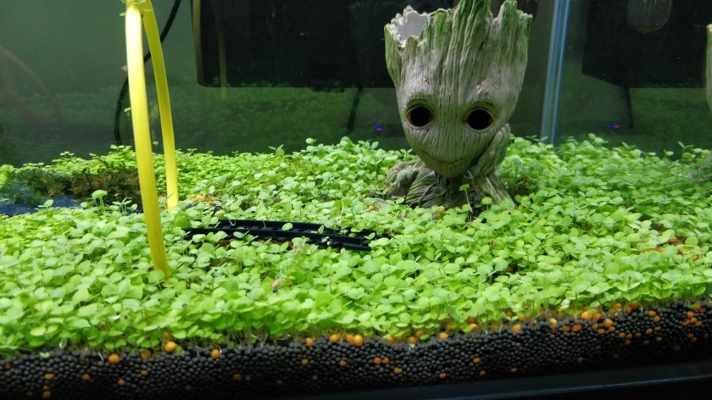 Seed planting - Plants, Algae, and Fertilizers - Aquarium Co-Op Forum