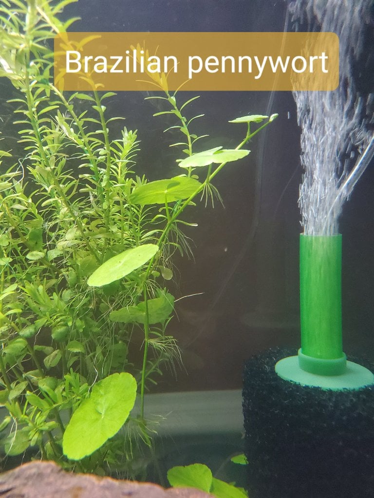 Fluval Aquasky 2.0 Settings - Plants, Algae, and Fertilizers - Aquarium  Co-Op Forum