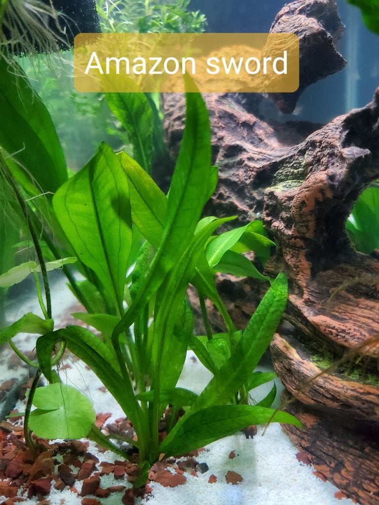 Fluval Aquasky 2.0 Settings - Plants, Algae, and Fertilizers - Aquarium  Co-Op Forum