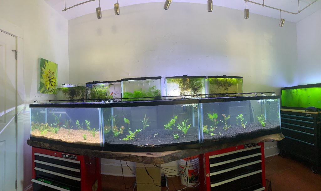 Using Black Diamond Blasting Sand for the First Time Plants,