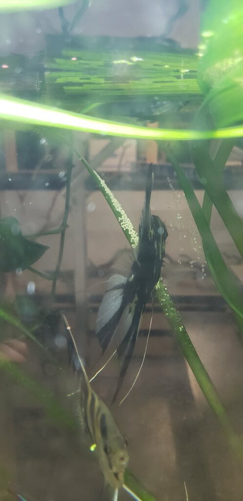 Surprise Angelfish Eggs! Now What!?! - Fish Breeding - Aquarium Co-Op Forum