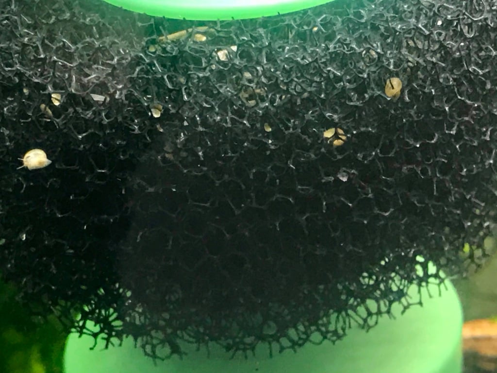 Advice needed: Snails and shrimp inside the sponge filter - General ...