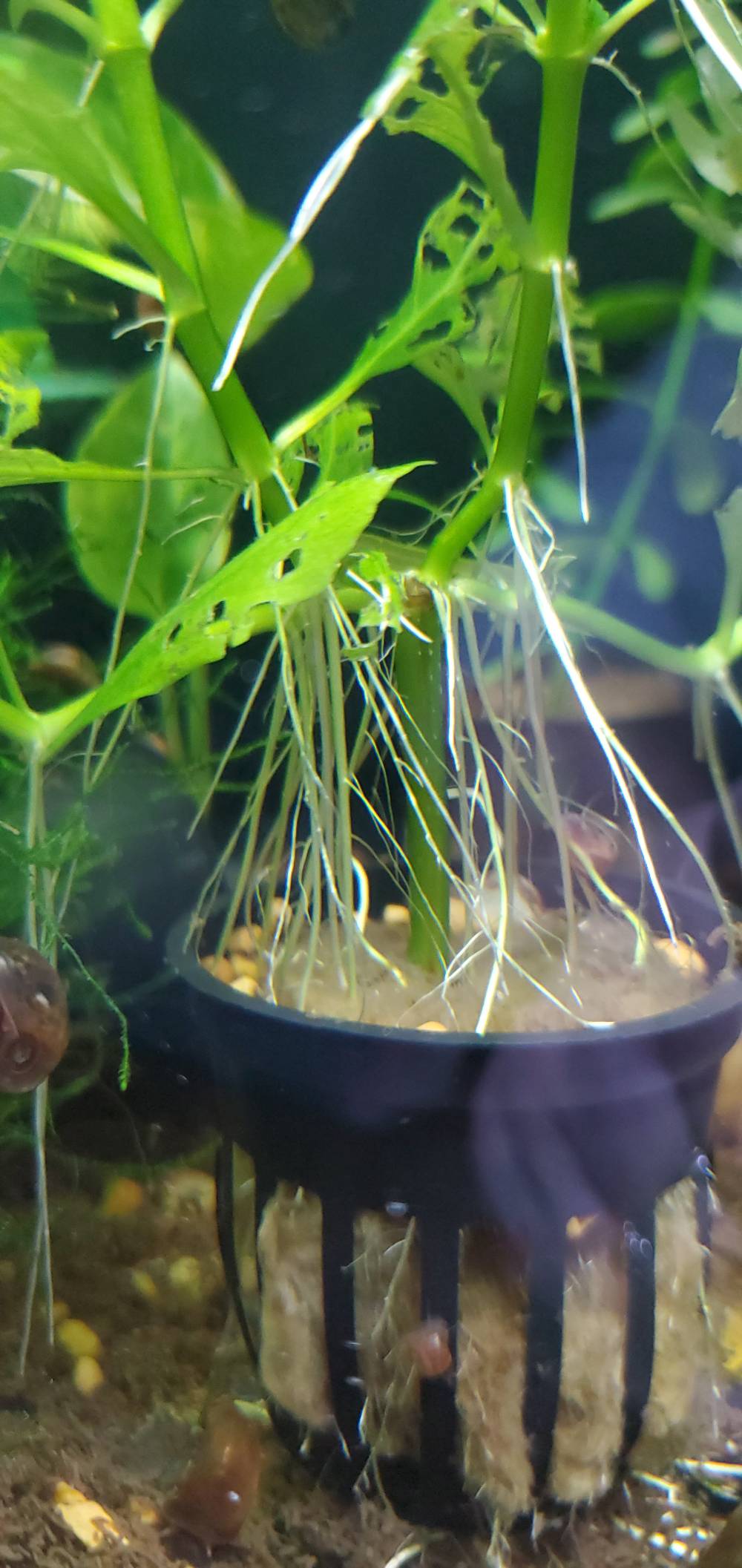 carnivorous plant soil mix Carnivorous Plant Soil
