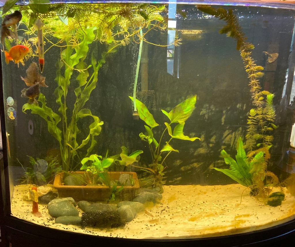 View of Baby's First Goldfish Tank - Photos, Videos & Journals - Aquarium Co-Op ...