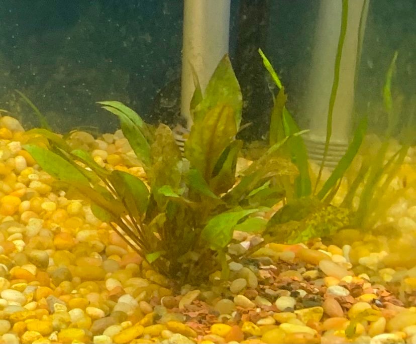 Help! Cryptocoryne Wendtii Melting! - Plants, Algae, and Fertilizers -  Aquarium Co-Op Forum