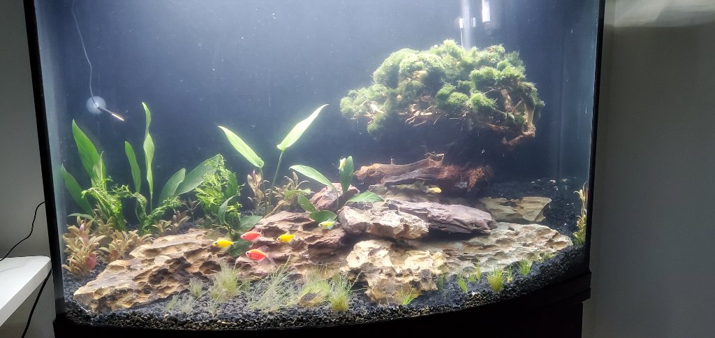 Newbie Stocking question 36 Gallon Bowfront General Discussion C.A.R.E