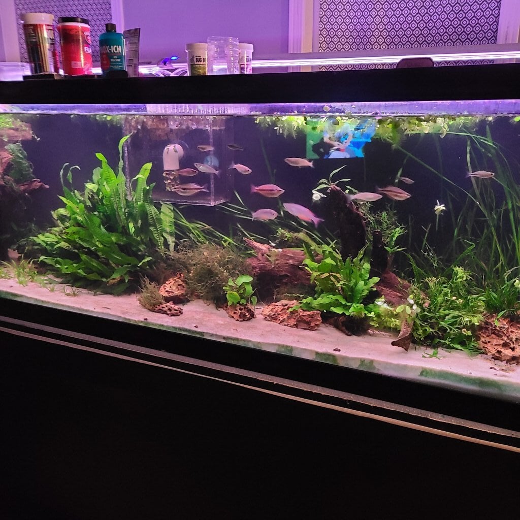 125 gallon planted suggestions - General Chat - Aquarium Co-Op Forum 125 gallon planted suggestions - General Chat - Aquarium Co-Op Forum