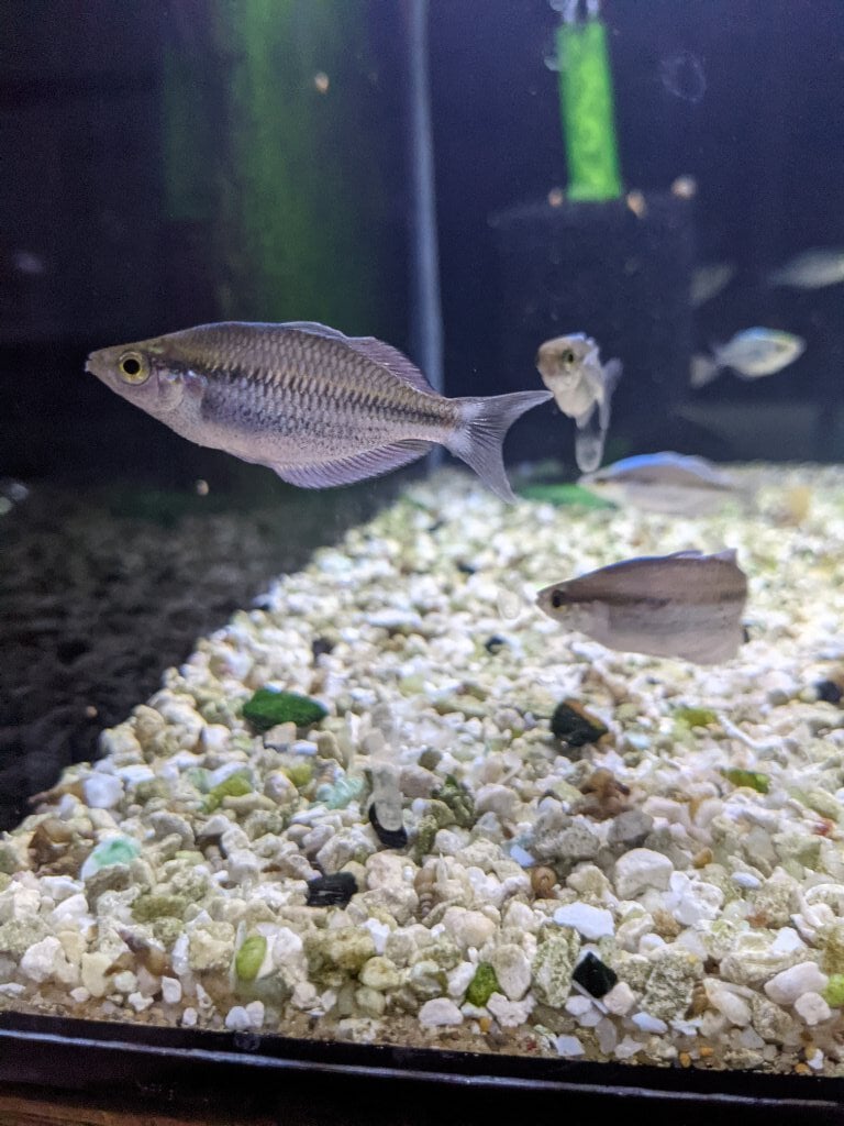 New fish for the week of 4/26-5/2 - Washington - Aquarium Co-Op Forum