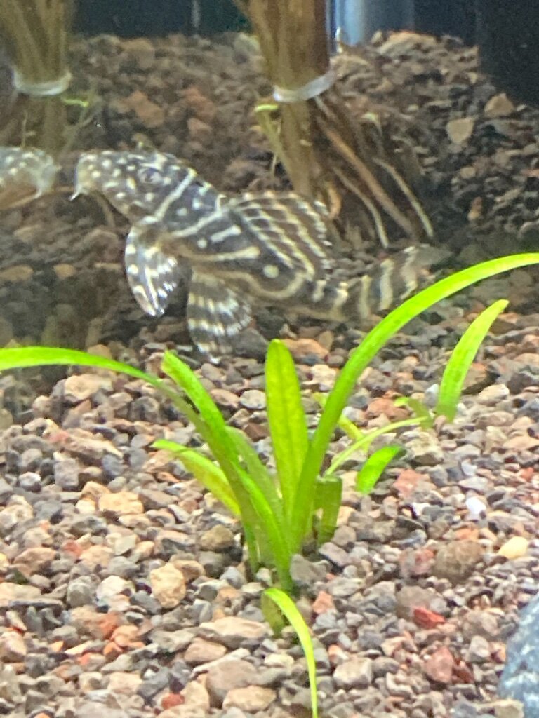Feeding new L340 - General Chat - Aquarium Co-Op Forum