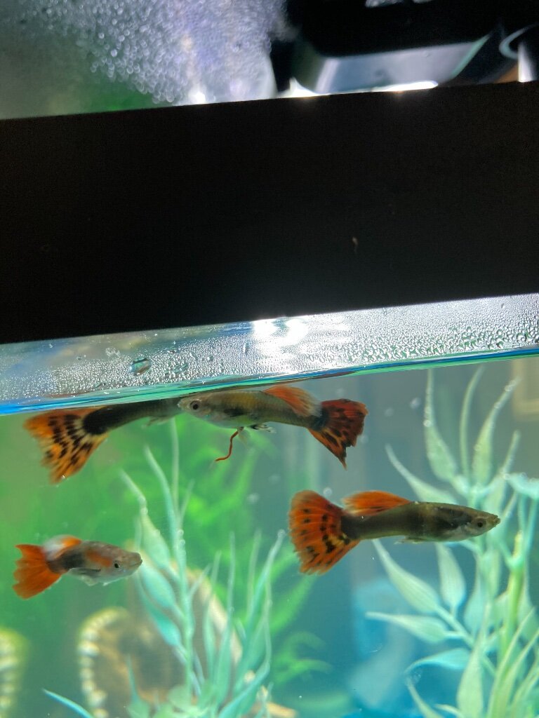 What is this stringy thing hanging off my guppy? - Diseases - C.A.R.E.