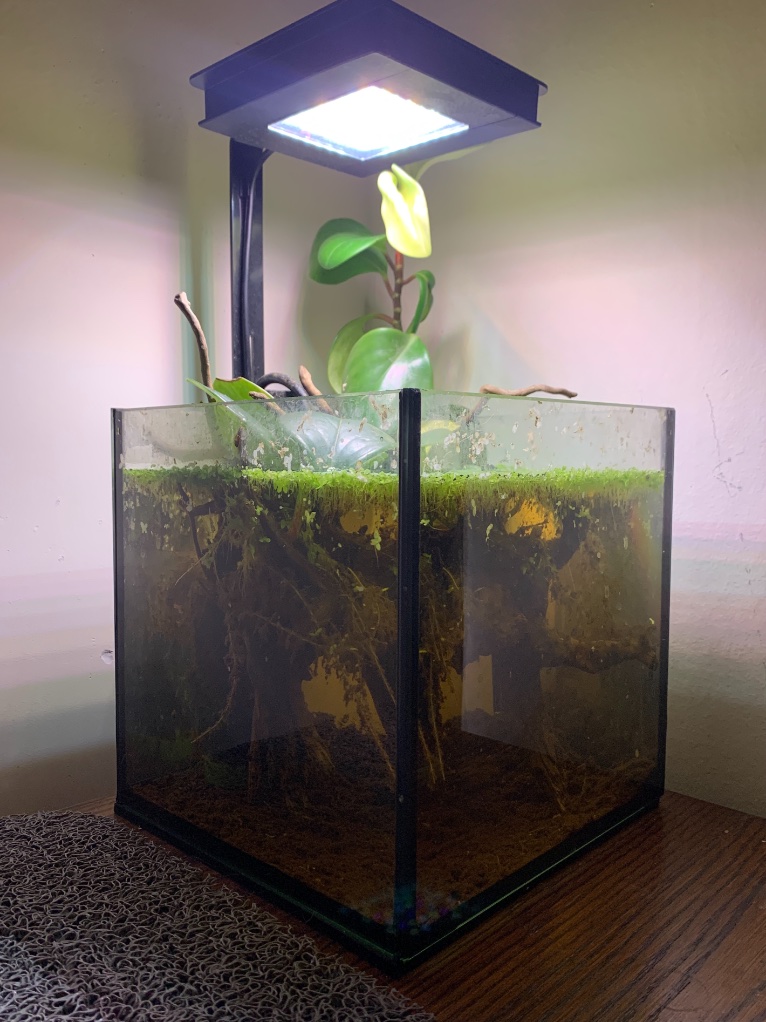 Fluval 3.0 nano light/Plants not growing straight - Plants, Algae, and  Fertilizers - Aquarium Co-Op Forum