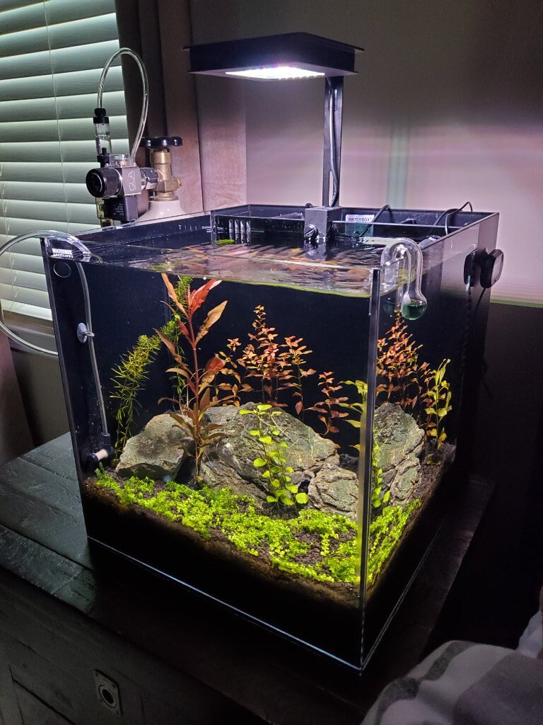 Fluval 3.0 nano light/Plants not growing straight - Plants, Algae, and  Fertilizers - Aquarium Co-Op Forum