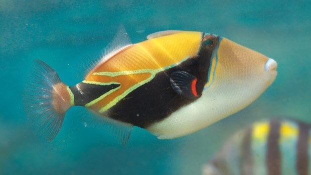 If you could be a fish for a day - General Chat - Aquarium Co-Op Forum