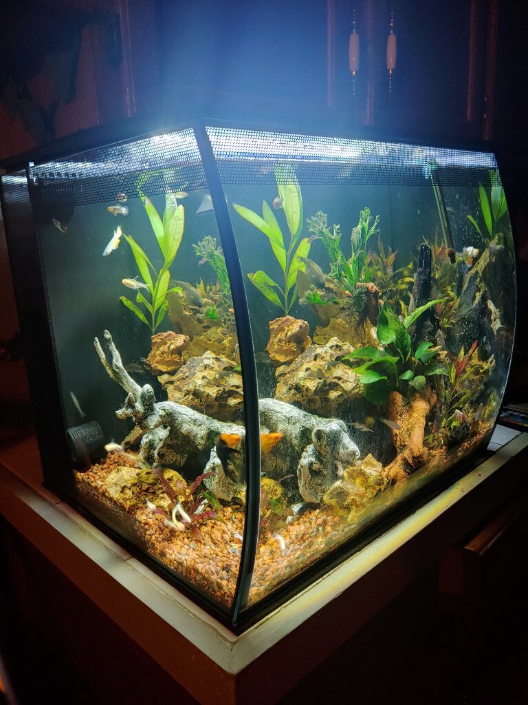 Fluval Flex series anyone General Discussion C.A.R.E