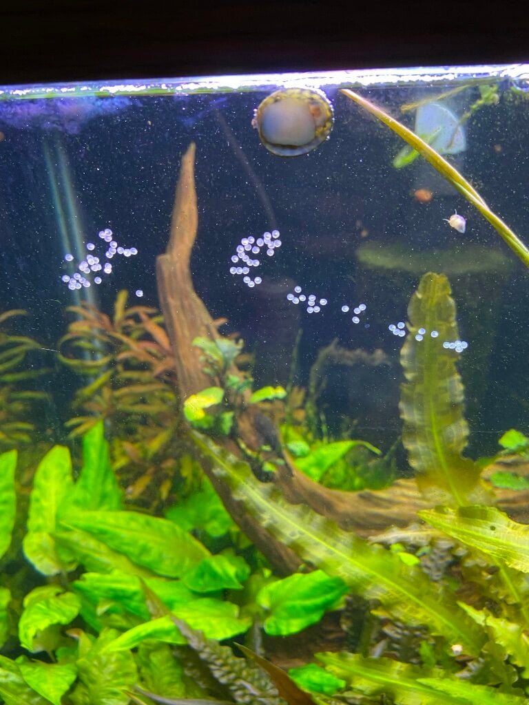 Blackwater plants - Plants, Algae, and Fertilizers - Aquarium Co-Op Forum