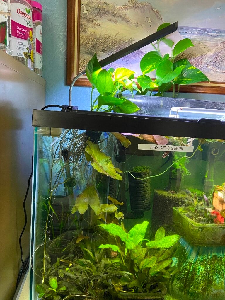 lighting for pothos - Plants, Algae, and Fertilizers - Aquarium Co-Op Forum