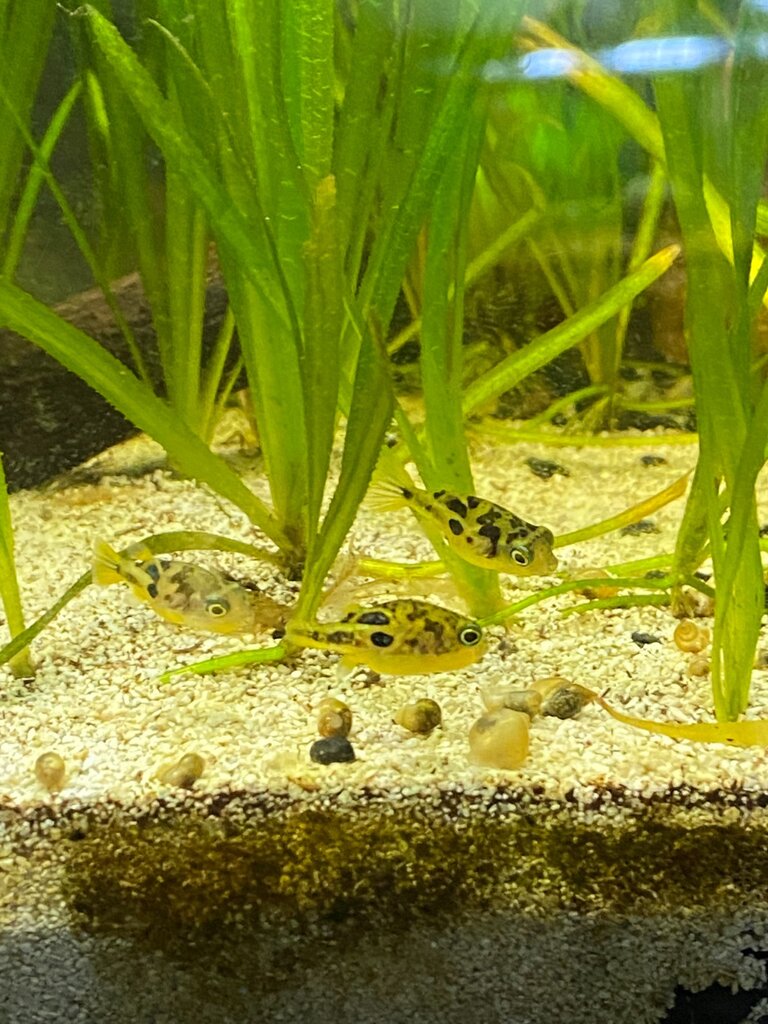 Pea puffer tank mates - General Discussion - C.A.R.E.