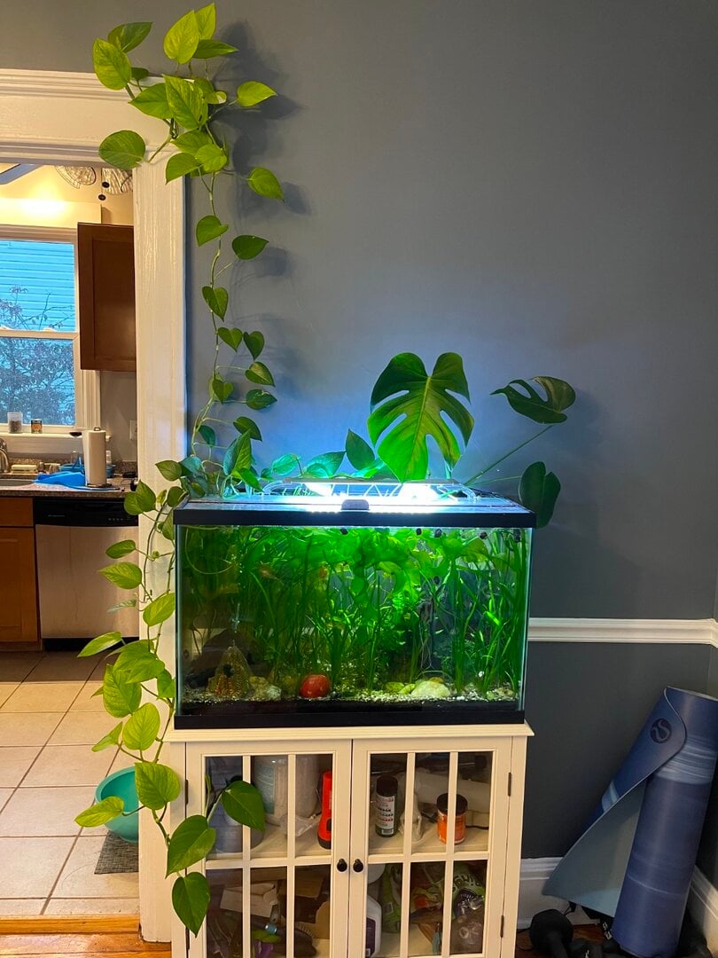 Hydrangea on fish tank - Plants, Algae, and Fertilizers - Aquarium Co-Op  Forum