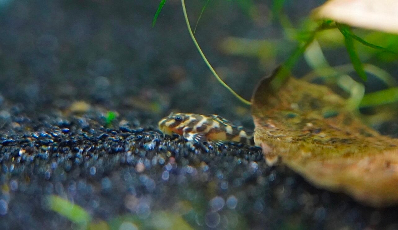 How Soon Can You Pull L333 Eggs? - Fish Breeding - Aquarium Co-Op Forum