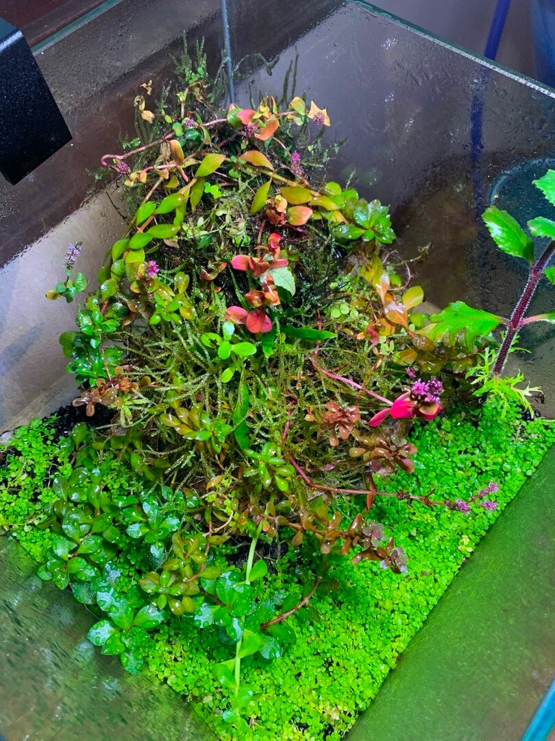 Getting a start on emersed grown plants - wabi kusa! - Page 2 - Photos,  Videos & Journals - Aquarium Co-Op Forum