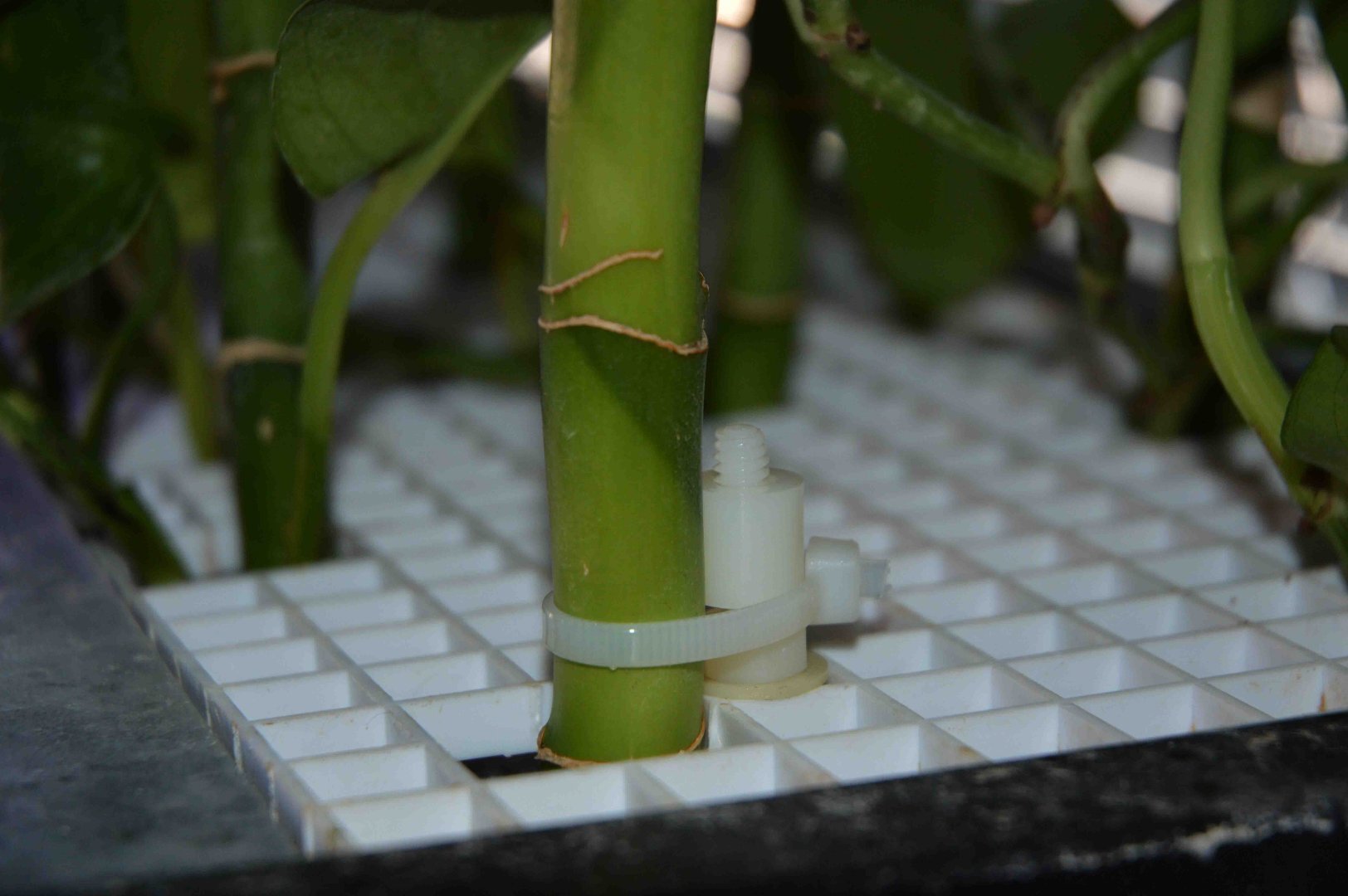 Derpy lucky bamboo - General Chat - Aquarium Co-Op Forum