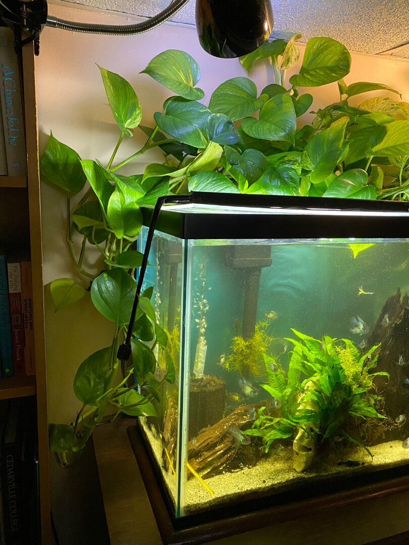 That's Im-pothos-able! - Photos, Videos & Journals - Aquarium Co-Op Forum
