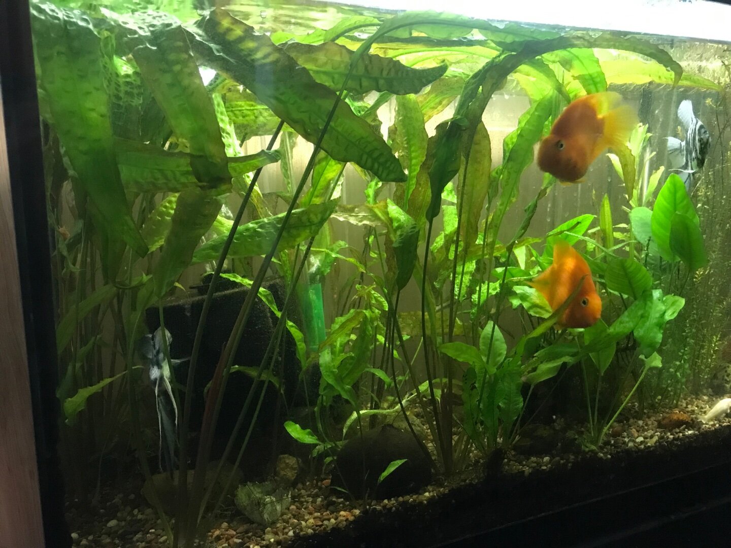 Crypts gone wild - Plants, Algae, and Fertilizers - Aquarium Co-Op Forum