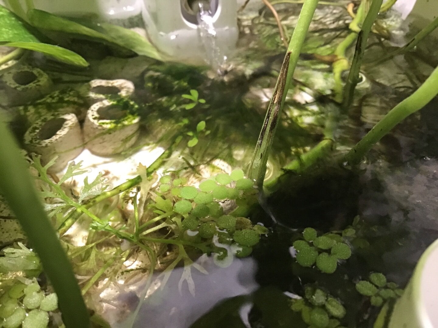 Growing pothos submerged? - General Chat - Aquarium Co-Op Forum