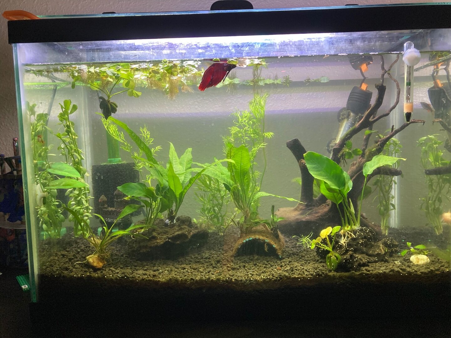 Tank mates for shrimp - General Discussion - C.A.R.E.