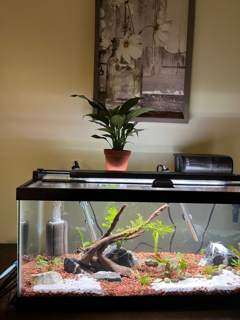 Peace Lilly in Aquarium - Plants, Algae, and Fertilizers - Aquarium Co-Op  Forum