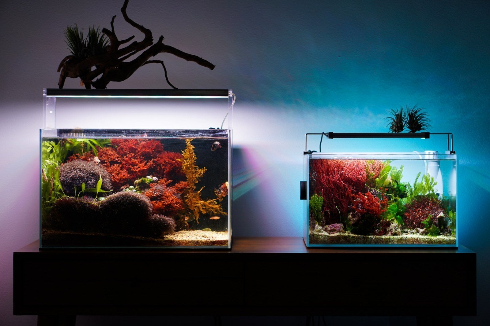 Brackish water with plants? - General Chat - Aquarium Co-Op Forum