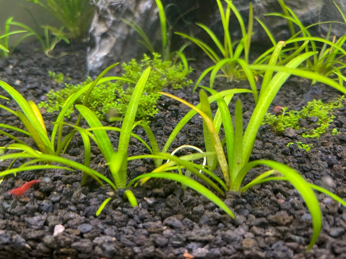 Dwarf Sag question - Plants, Algae, and Fertilizers - C.A.R.E.