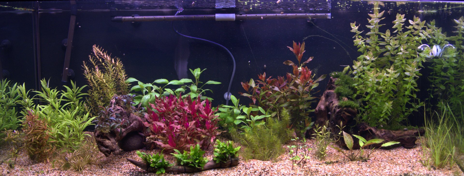 Dutch/ plant farm 75 gallon (and other projects) - Photos, Videos &  Journals - Aquarium Co-Op Forum